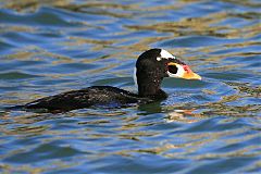 Surf Scoter